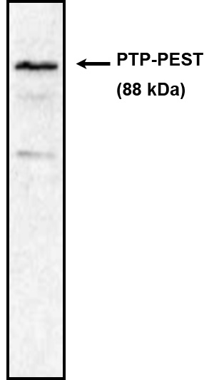 Western blot using PTP-PEST antibody (Cat. No. P105M) on rat brain lysate.